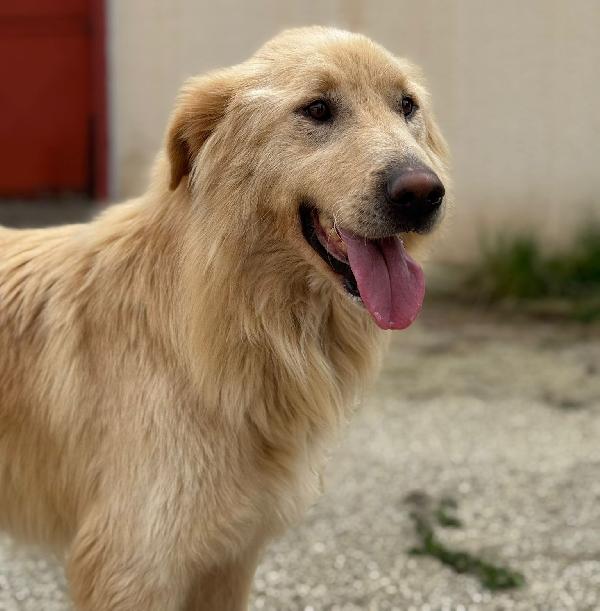 WHISKY e BIANCA, due cani bellissimi ma sfortunati Foto 5